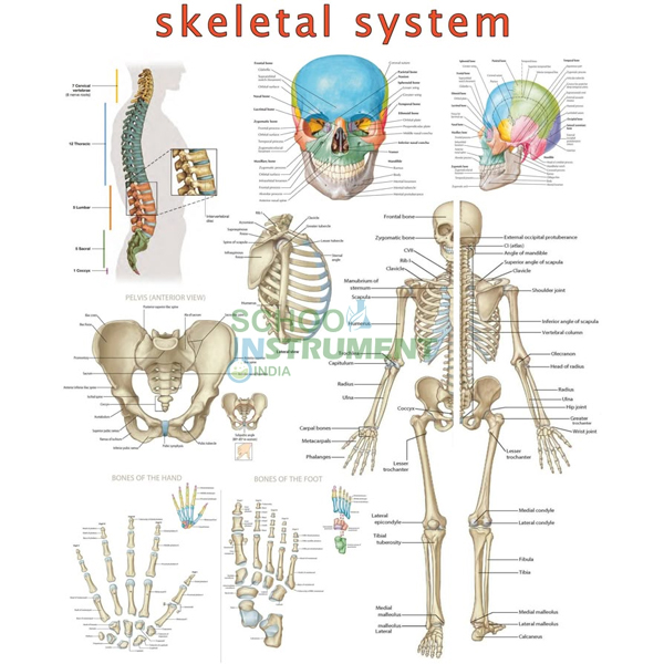 Medical (Nursing) Charts-I
